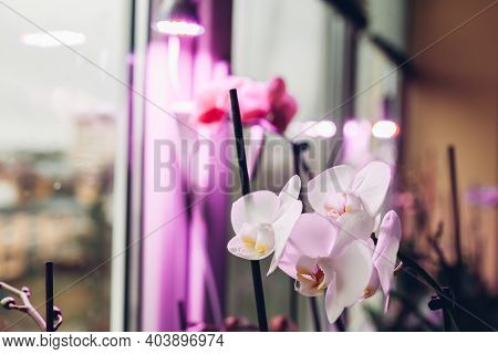 White Orchid Blooming Under Phyto Lamp On Window Sill. Full Spectrum Light For Growing Home Plants.