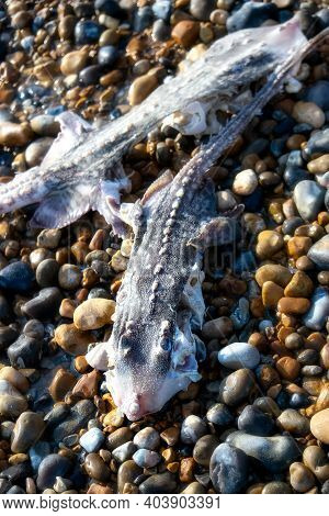 Remains Of Two Smooth-hound Sharks Washed Up On The Beach