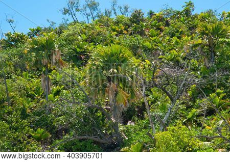 Sea Coconut (lodoicea Maldivica) In The Lush Vegetation Of The Tropical Island