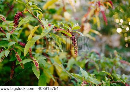 American Phytolacca - Phytolacca Americana, Close-up With Yellow Leaves.