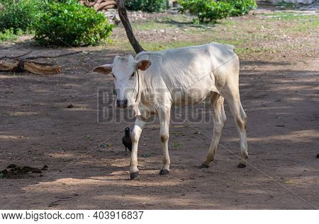 Hampi, Karnataka, India - November 5, 2013: Malyavanta Raghunatha Temple. Closeup Of Young White Cow