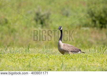 Canadian Goose In A Field