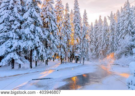 Frosty Fabulous Winter Morning In A Snowy Forest, Sunrise.