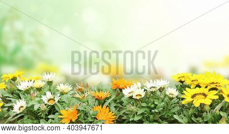 First spring wildflowers yellow, white and orange Adonis vernalis (Pheasant's eye). Sunny spring background with flowers on flowerbed. Horizontal summer banner with False hellebore flower