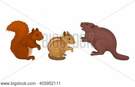 Rodents With Squirrel And Beaver Having Robust Bodies And Short Limbs Vector Set