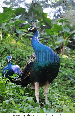 Peacock