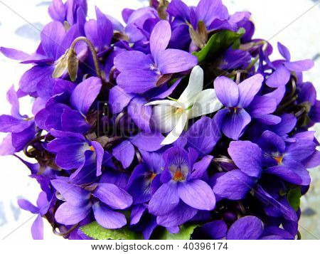 Una hermosa flor