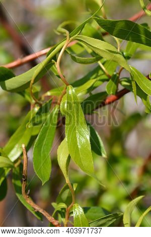 Dragons Claw Willow - Latin Name - Salix Matsudana Tortuosa