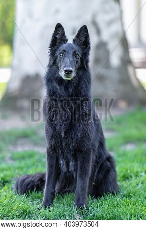 Autumn Portrait Of Black Groenendael Dog With Orange Background. Working Agility Belgian Shepherd Gr