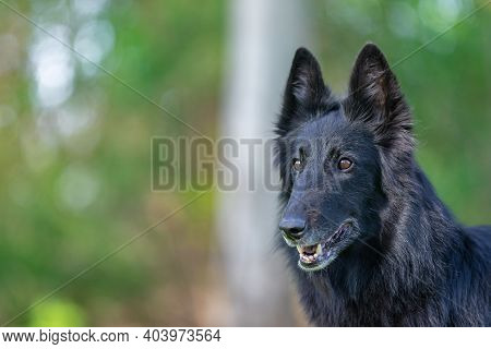Autumn Portrait Of Black Groenendael Dog With Orange Background. Working Agility Belgian Shepherd Gr