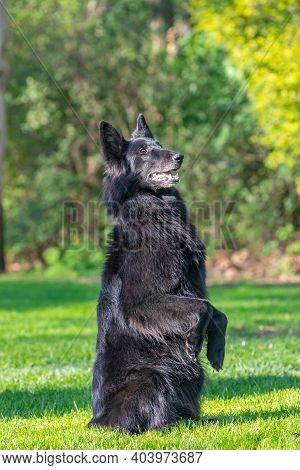Autumn Portrait Of Black Groenendael Dog With Orange Background. Working Agility Belgian Shepherd Gr