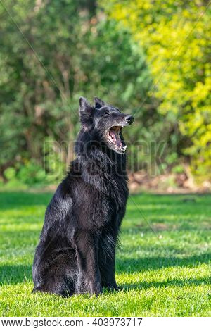 Autumn Portrait Of Black Groenendael Dog With Orange Background. Working Agility Belgian Shepherd Gr