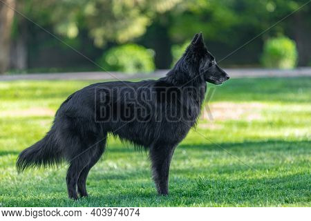Autumn Portrait Of Black Groenendael Dog With Orange Background. Working Agility Belgian Shepherd Gr