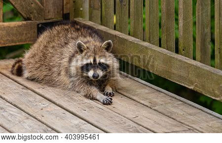 Young Raccoon Stretching Before Taking Anap In The Corner Of A Weathered Wooden Deck.
