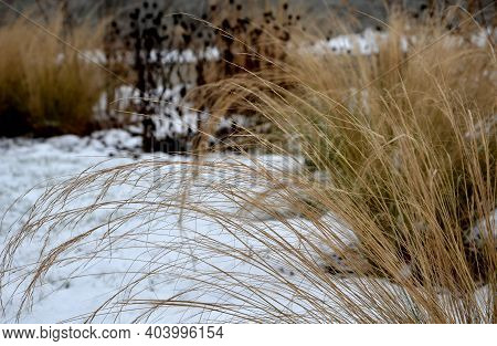 Perennial Flowerbeds With Grasses And Hornbeam Hedge In Winter With Snow. Constrast Of Ornamental Ye