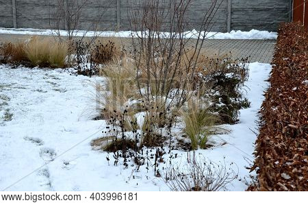 Perennial Flowerbeds With Grasses And Hornbeam Hedge In Winter With Snow. Constrast Of Ornamental Ye