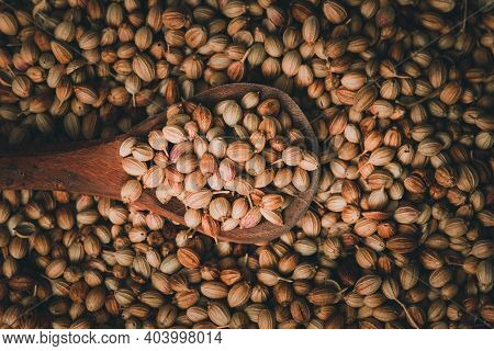 Top View Of Dried Coriander Fruits Also Known As Coriander Seeds.