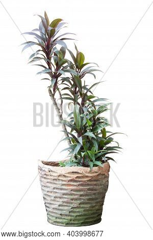 Cordyline Fruticosa Or Ti Plant In Pot Isolated On White Background Included Clipping Path.