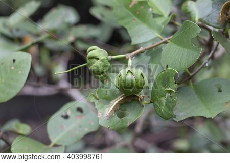 Sonneratia Ovate Fruit, Mangrove Apple Or Cork Tree On Nature Background At Forest At The River Estu