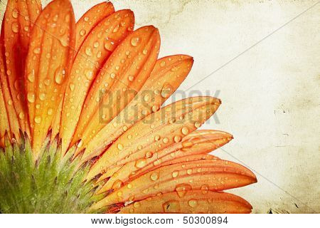 Vintage Fotoğraf gerbera papatya çiçeği ile su damlaları 