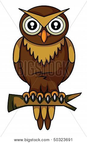 owl