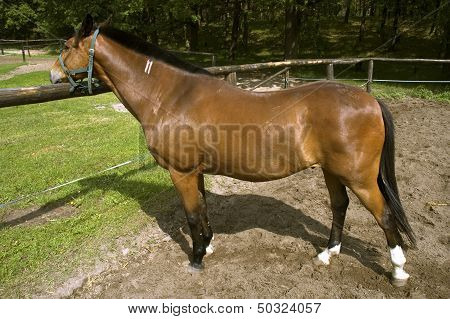 Standing Horse