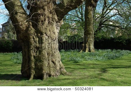 Trees In Park In London