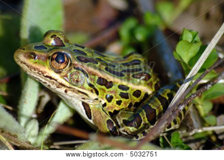 Pickerel rana