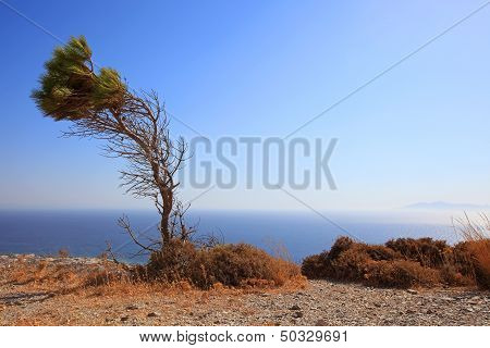 Bended Tree At Ancient Thira
