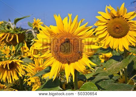 Sunflowers In The Field