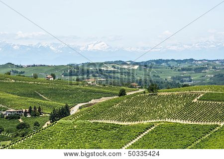 Langhe, Vineyards