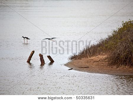 Hawaiian Stilt in Flight