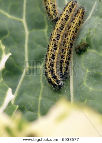 Caterpillars.