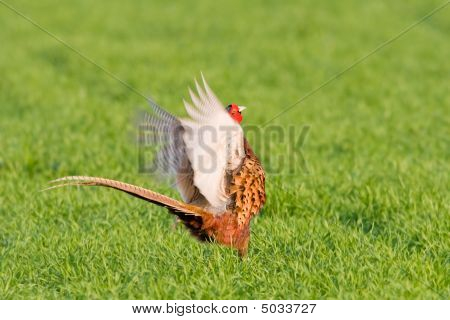 ภาพเหมือนของไก่ฟ้าสีที่ชาย