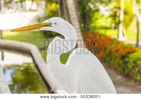 White Heron Walking On The Balustrade Of The Veranda