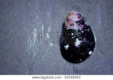 New England Muscle Shell