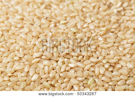 Brown rice background