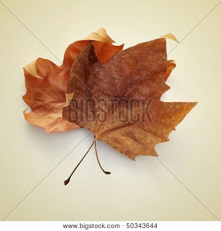 picture of some dried autumn leaves on a beige background with a retro effect