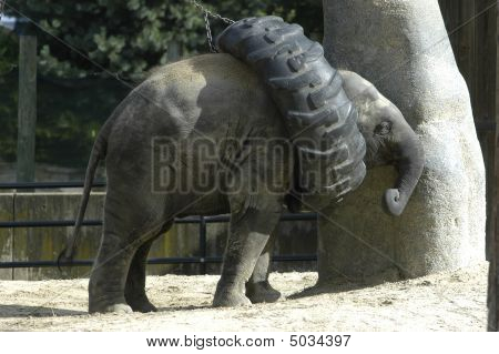 Baby elefante