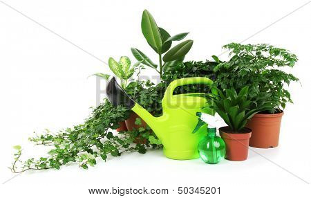 Beautiful flowers in pots isolated on white