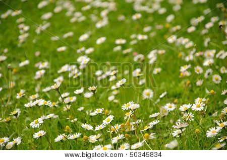 Field Of Daisy Flowers