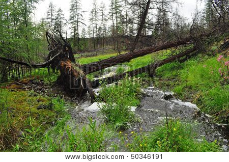 Landscape With A Stream.