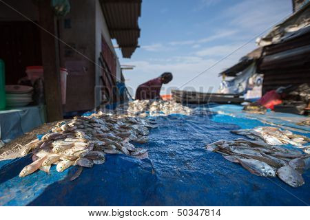 PADANG - AUGUST 25: Freshly caught fish is put out on display for sale at a village market in Padang, West Sumatera, Indonesia on August 25, 2013. Resources from the sea is a major revenue earner.  