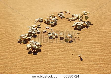 Sand Dune Plant On Beach