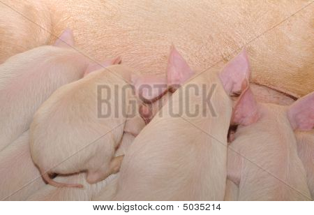 Pigs