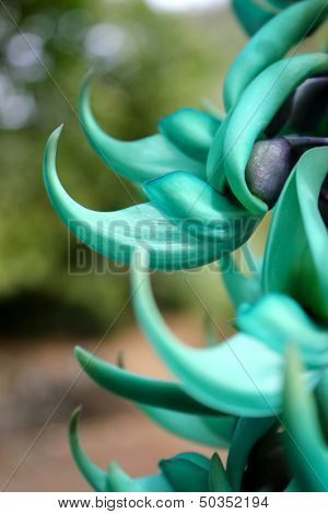 Jade vine flower