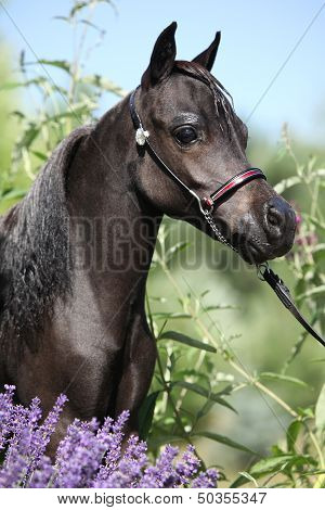 Black Miniature Horse Behind Purple Flowers