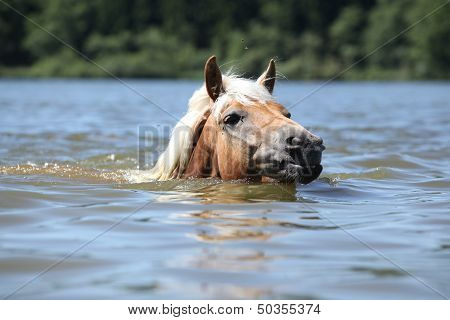Young Haflinger Swimming