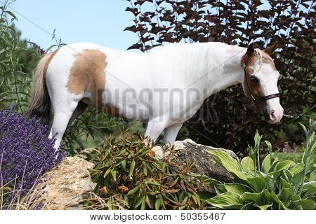 Mottle Miniature Horse In The Garden