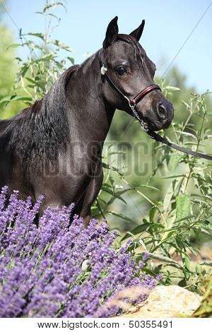 Black Miniature Horse Behind Purple Flowers